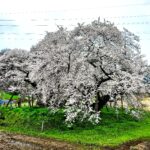 圧巻の石部桜とともに会津の一本桜「会津五桜」をめぐる桜旅