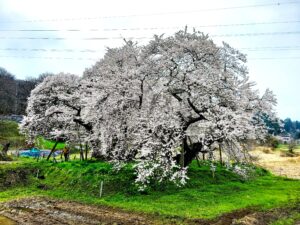 圧巻の石部桜とともに会津の一本桜「会津五桜」をめぐる桜旅
