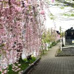 春は東北、福島で桜巡礼!あこがれの桜並木の散歩道を歩く