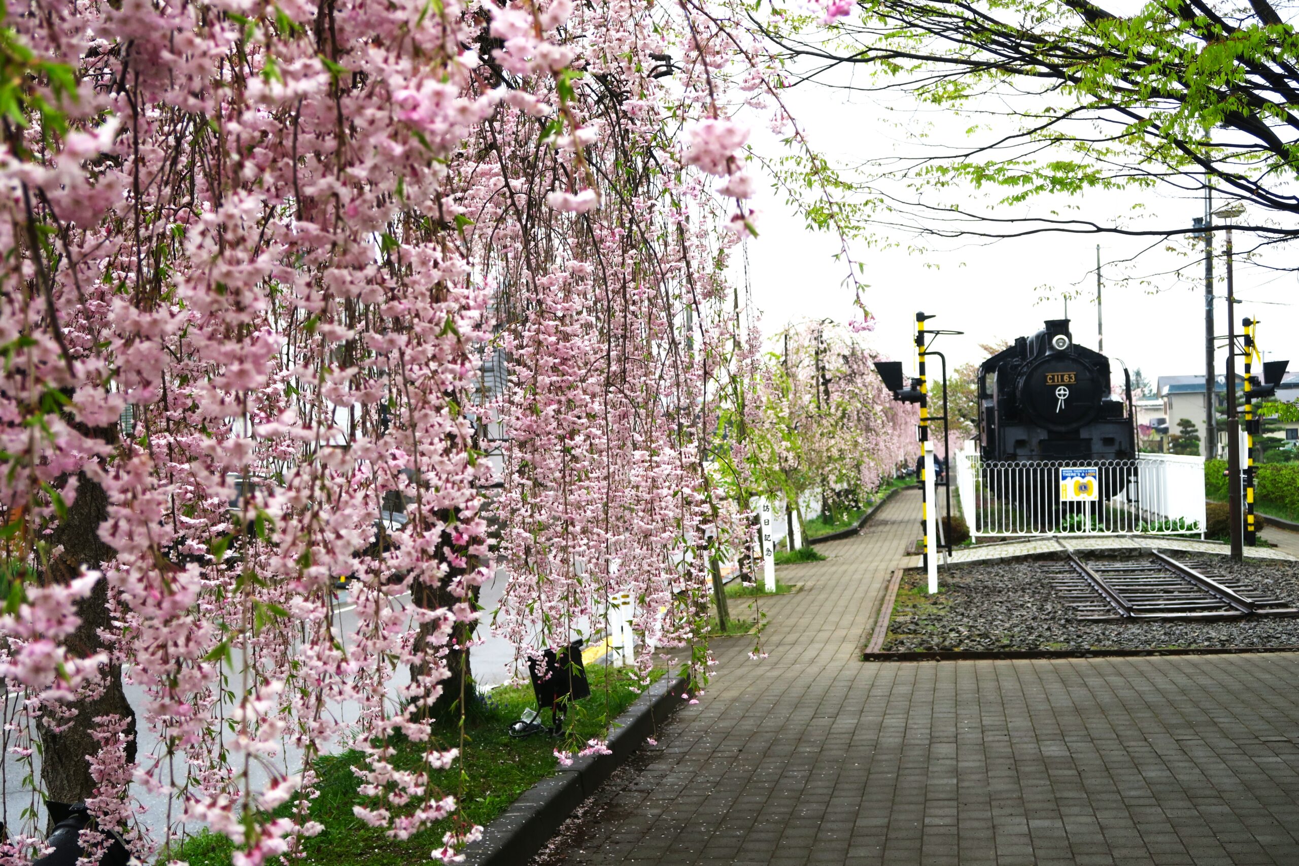 春は東北、福島で桜巡礼！あこがれの桜並木の散歩道を歩く