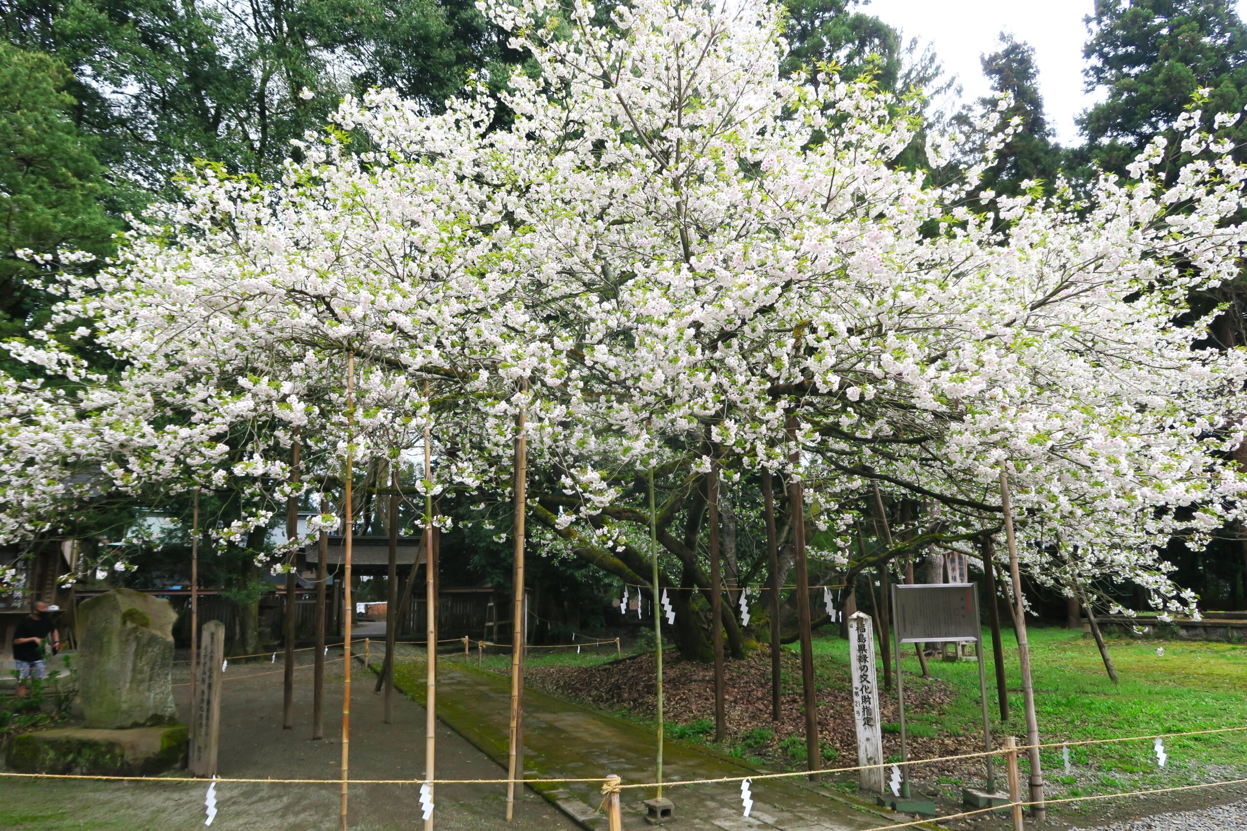 会津ゆかりの神社仏閣と共に会津の一本桜｢会津五桜｣をめぐる