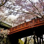 見たかったのは天下第一の桜「高遠城址公園」艶やかな春景色