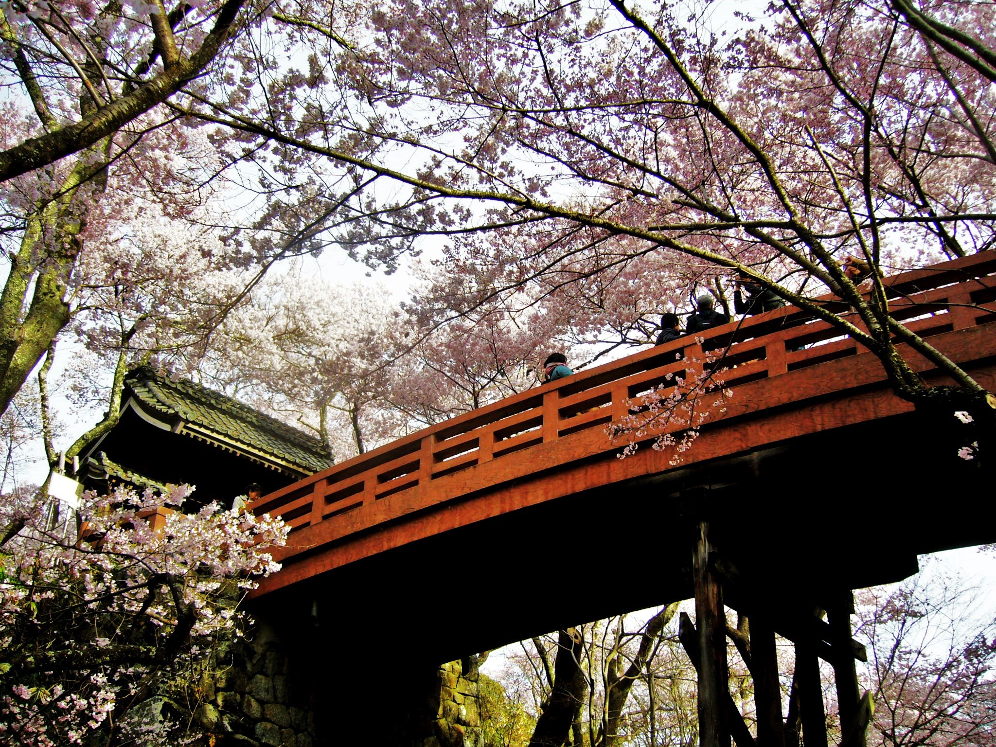 見たかったのは天下第一の桜「高遠城址公園」艶やかな春景色