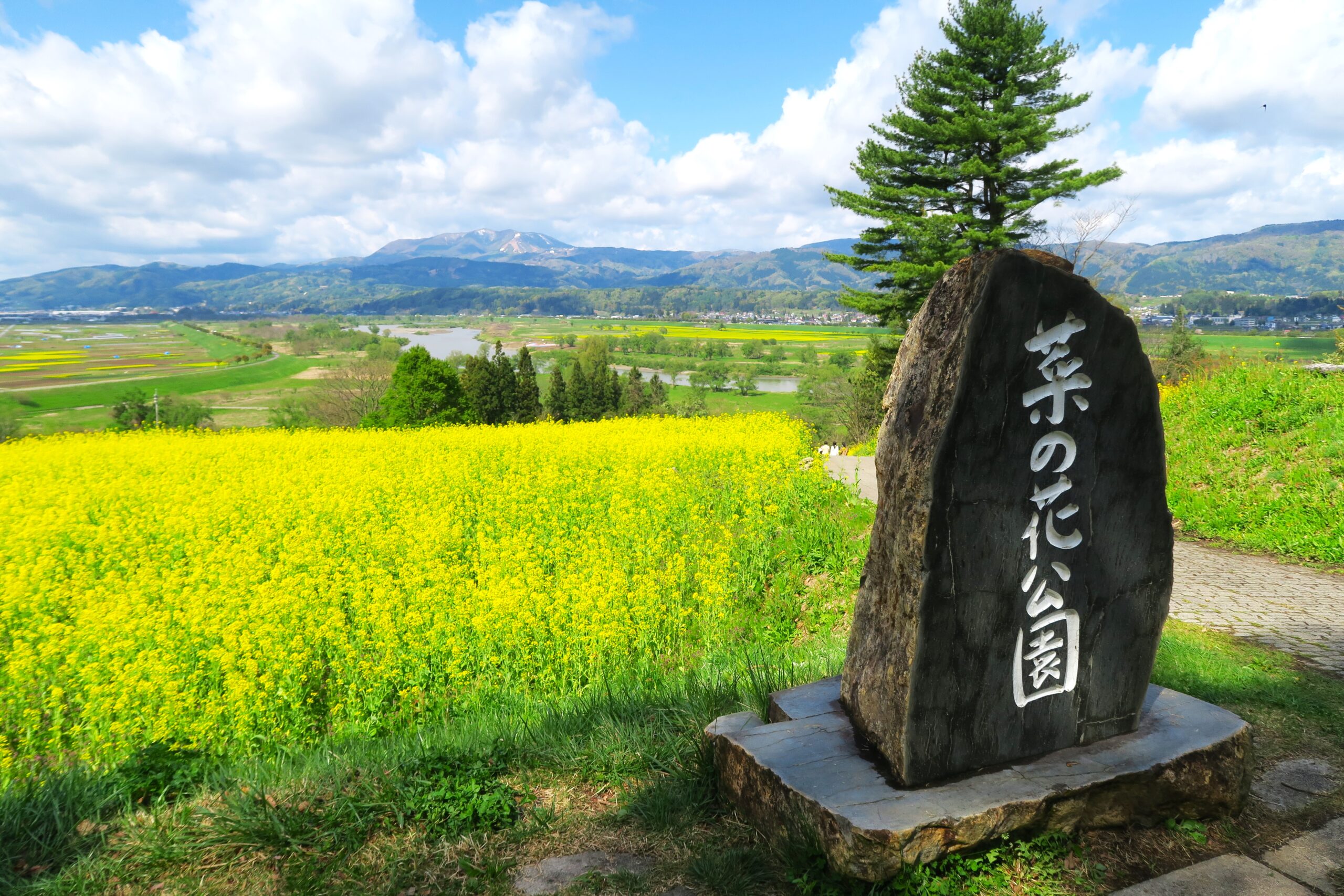 幻の富倉そばを楽しみに菜の花から始まる信州飯山の春の旅