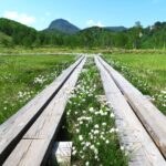 白い綿帽子ワタスゲに出会える初夏の志賀高原自然探勝コース