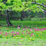 奥日光フラワートレッキング！中禅寺湖千手浜でクリンソウ