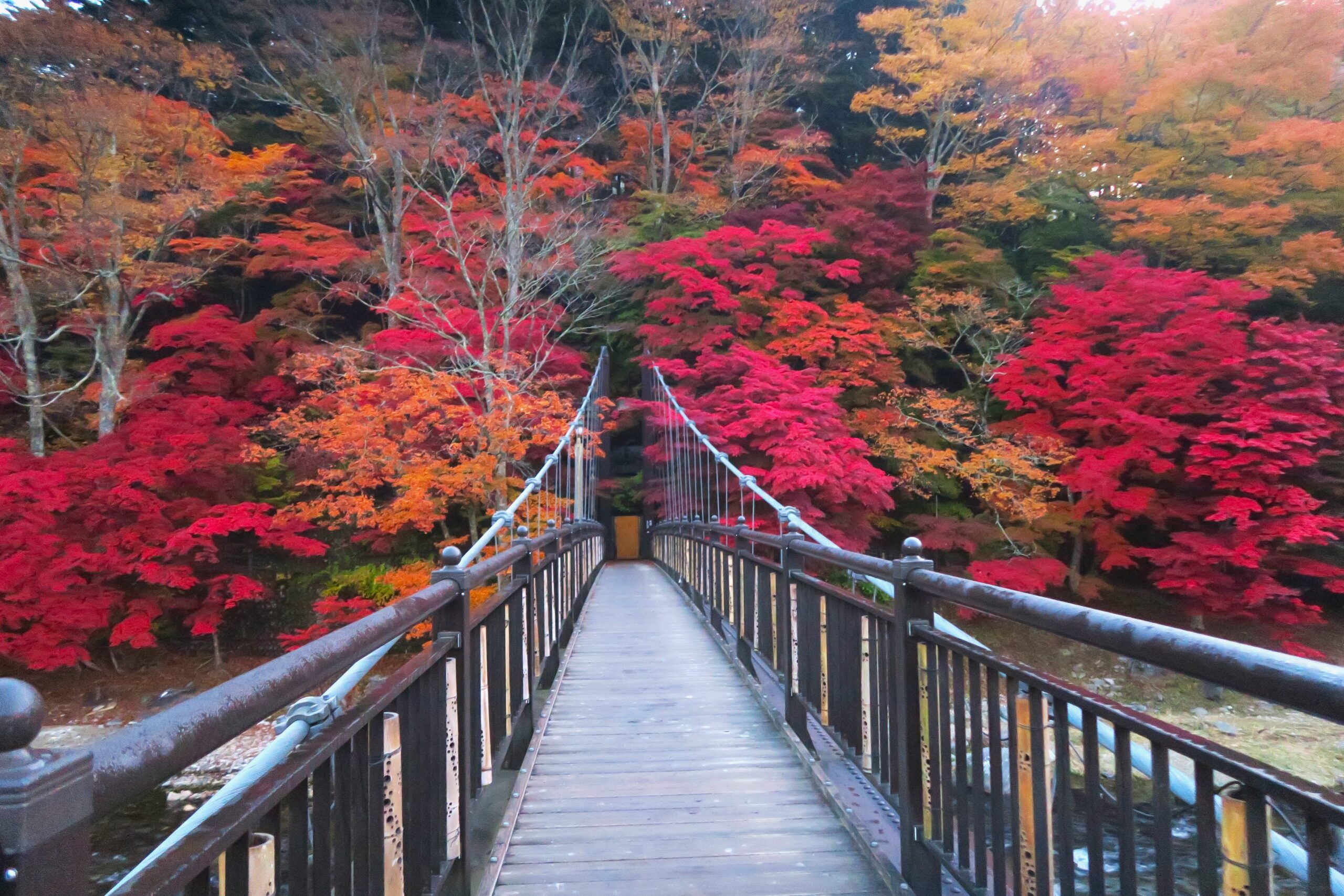 渓谷の吊り橋から眺める紅葉美！箒川沿いの塩原渓谷遊歩道を歩く