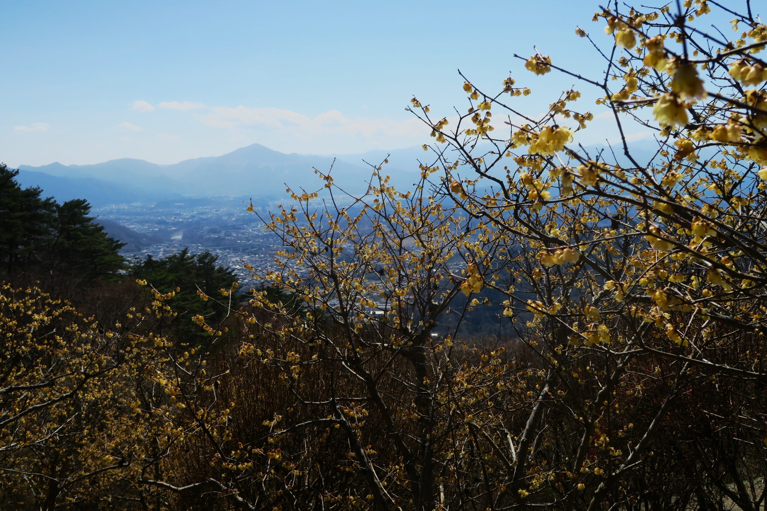 梅が彩る宝登山へ！神話ゆかりの長瀞アルプスハイキング