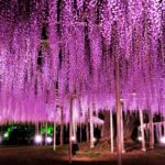 世界が認めた藤棚!春の足柄フラワーパークの大フジを楽しむ