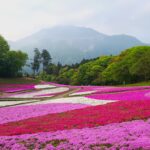 秩父に春の訪れ、芝桜の園・羊山公園へ！ジオパーク秩父を走る