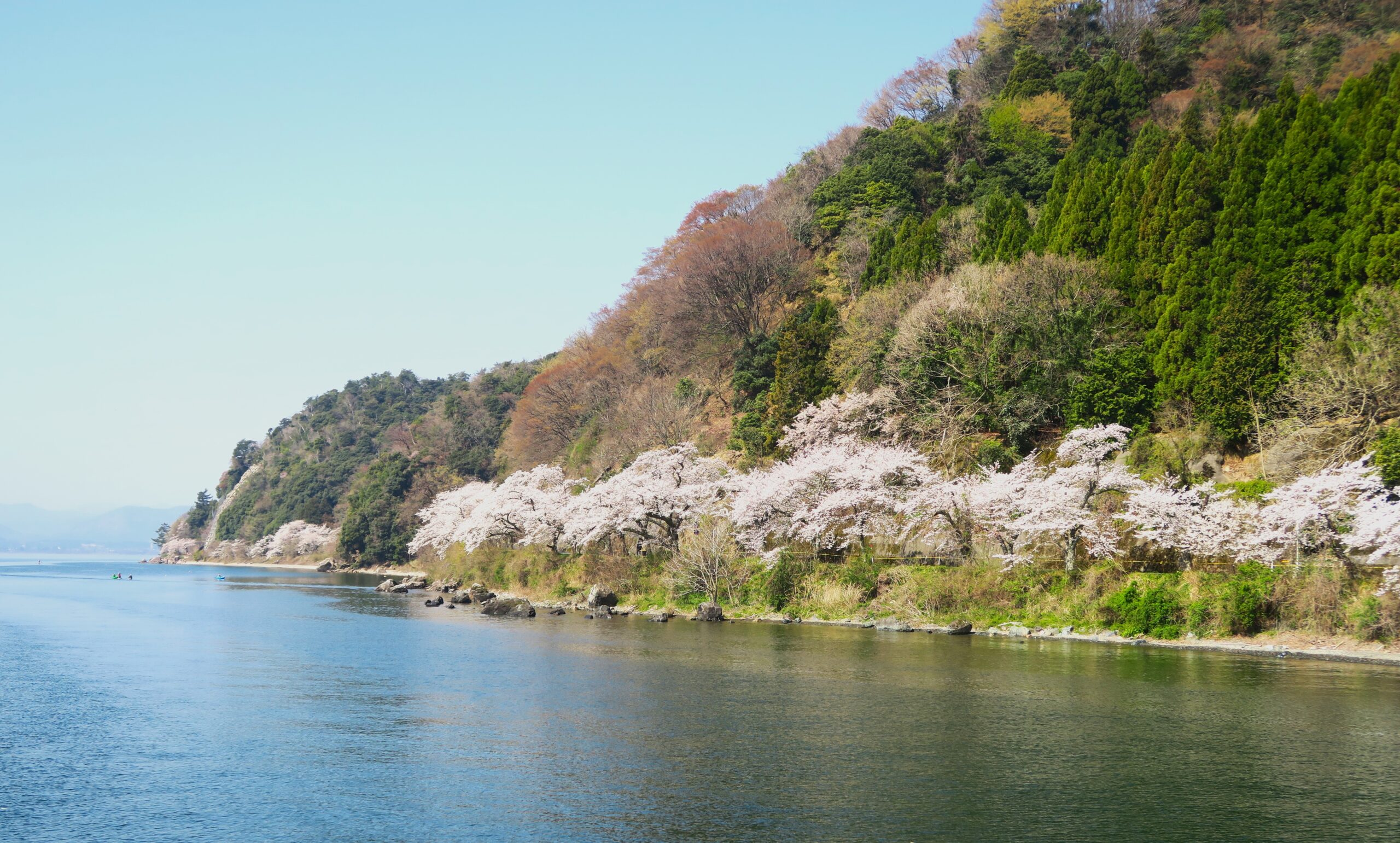 渋滞知らず!海津大崎桜クルーズで水辺を縁どる桜霞を追う。