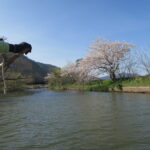 桜と菜の花の競演！葦の原を行く舟遊び・近江八幡水郷めぐり