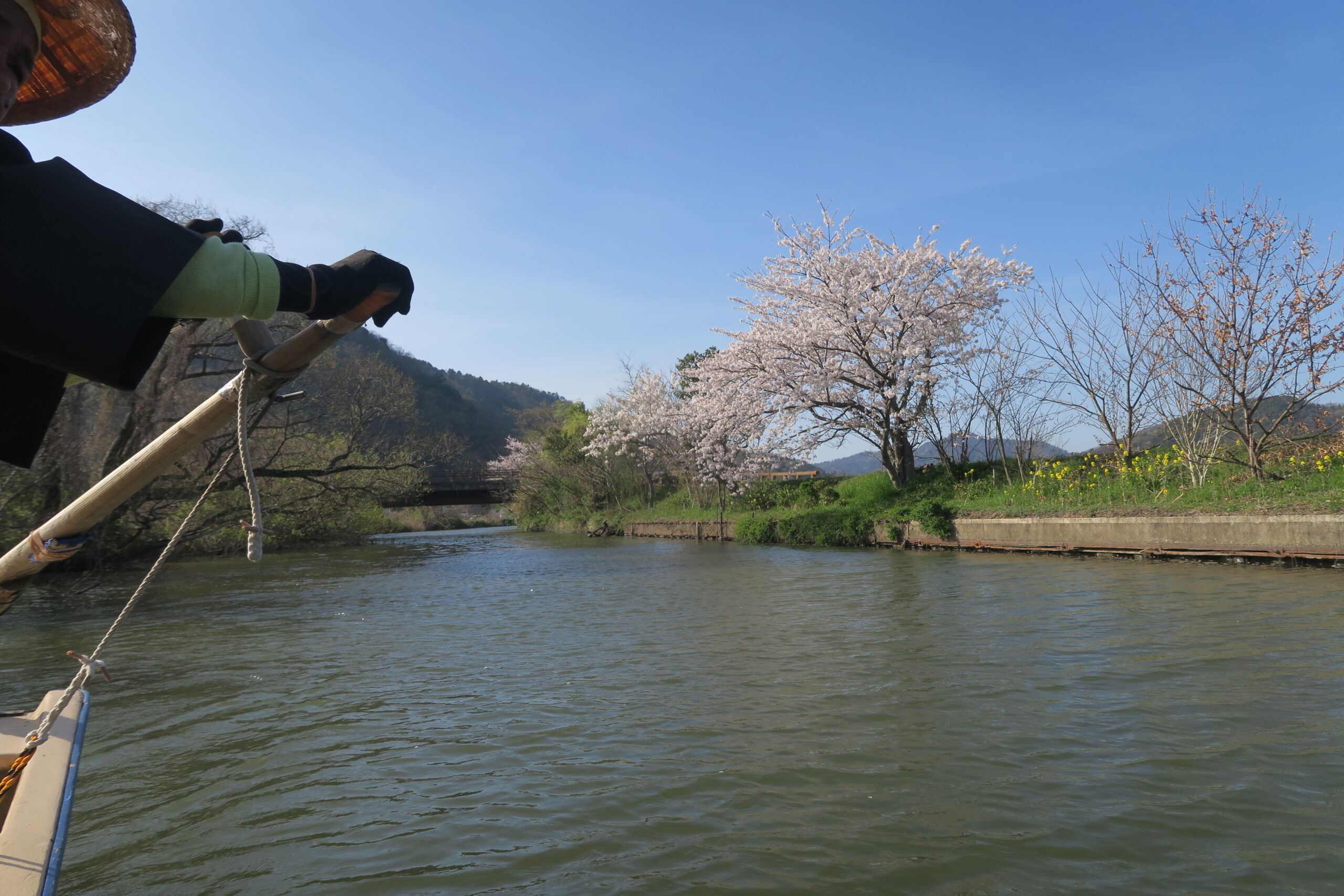 桜と菜の花の競演！葦の原を行く舟遊び・近江八幡水郷めぐり