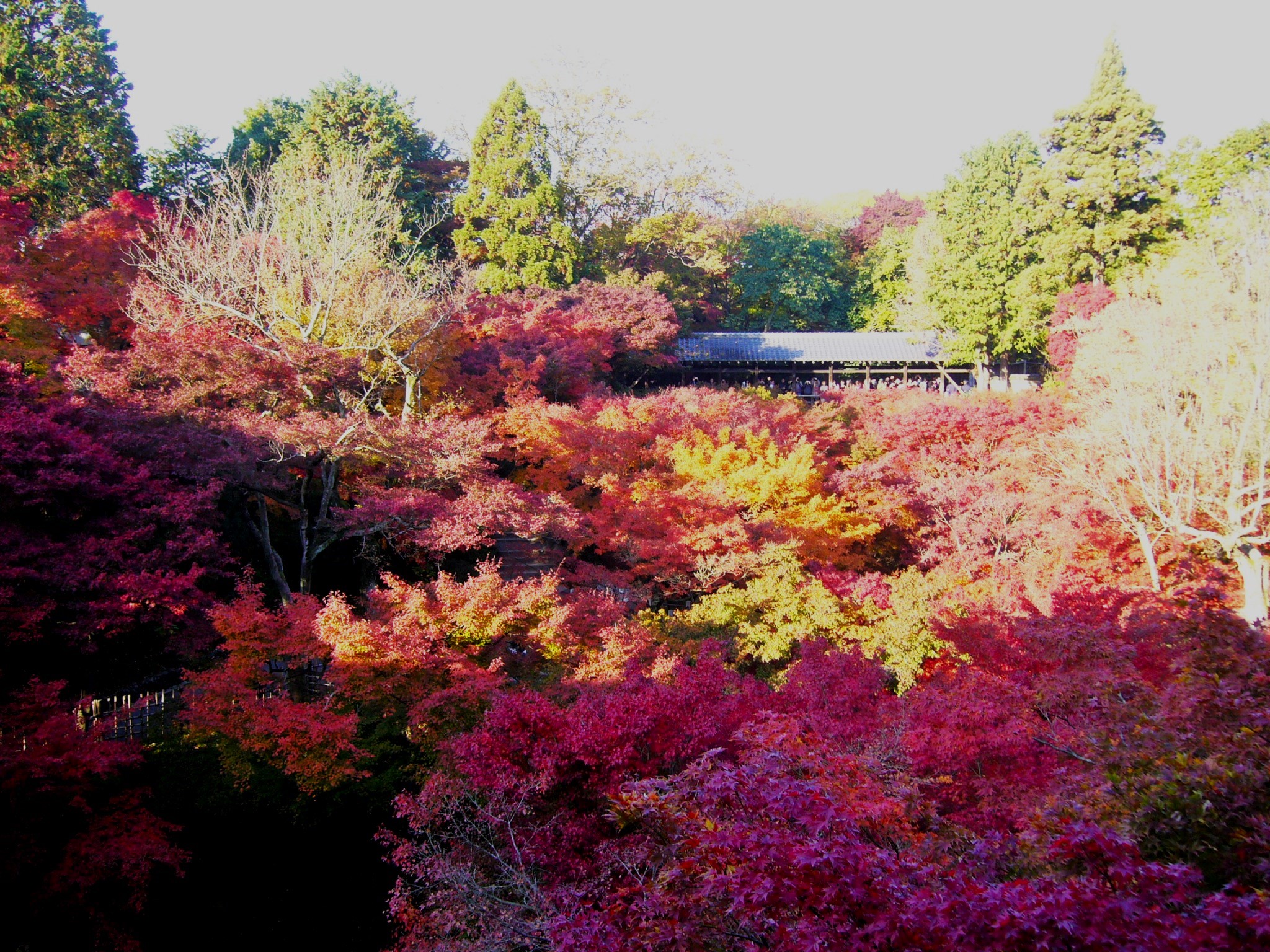 京都随一の紅葉名所・東福寺と重森三玲の庭で秋の京都に感動