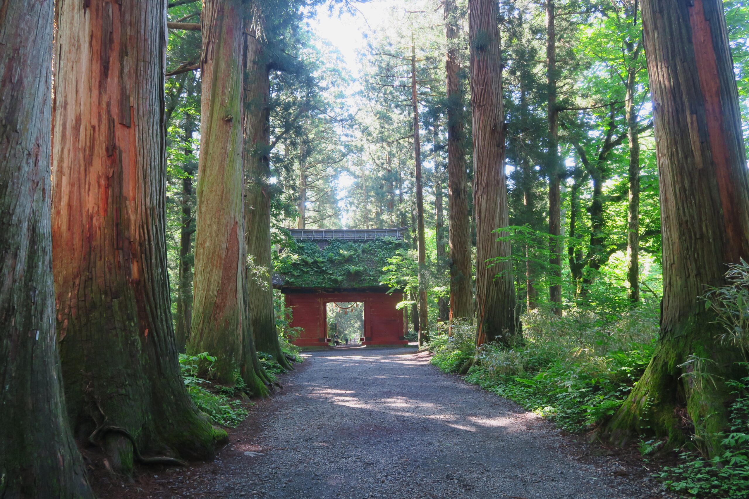 小鳥の囀りに包まれる緑眩しい神話の里戸隠。奥社参道を歩く