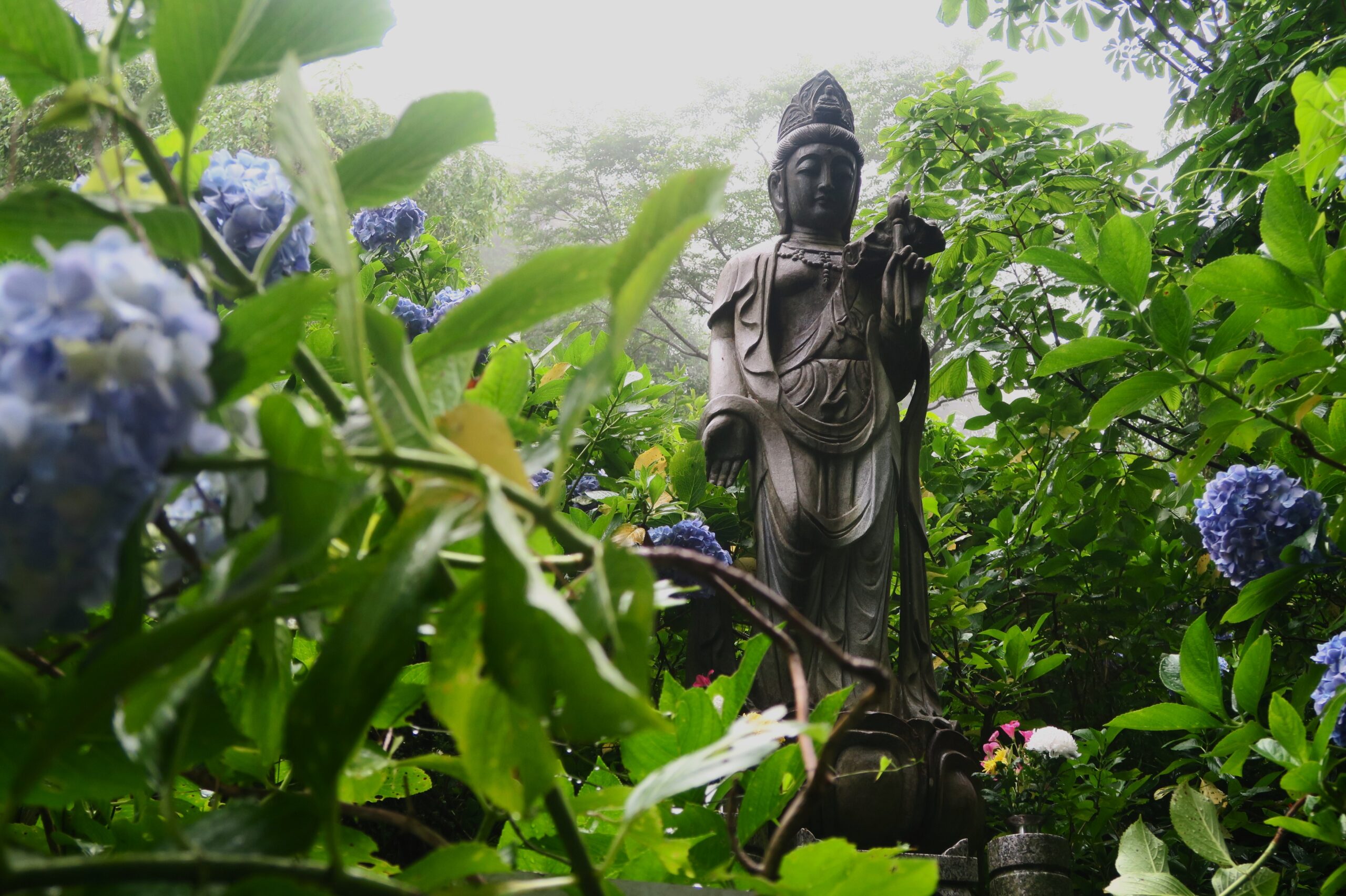 千葉県大多喜町の山奥、妙法生寺天拝園は天空のアジサイ園