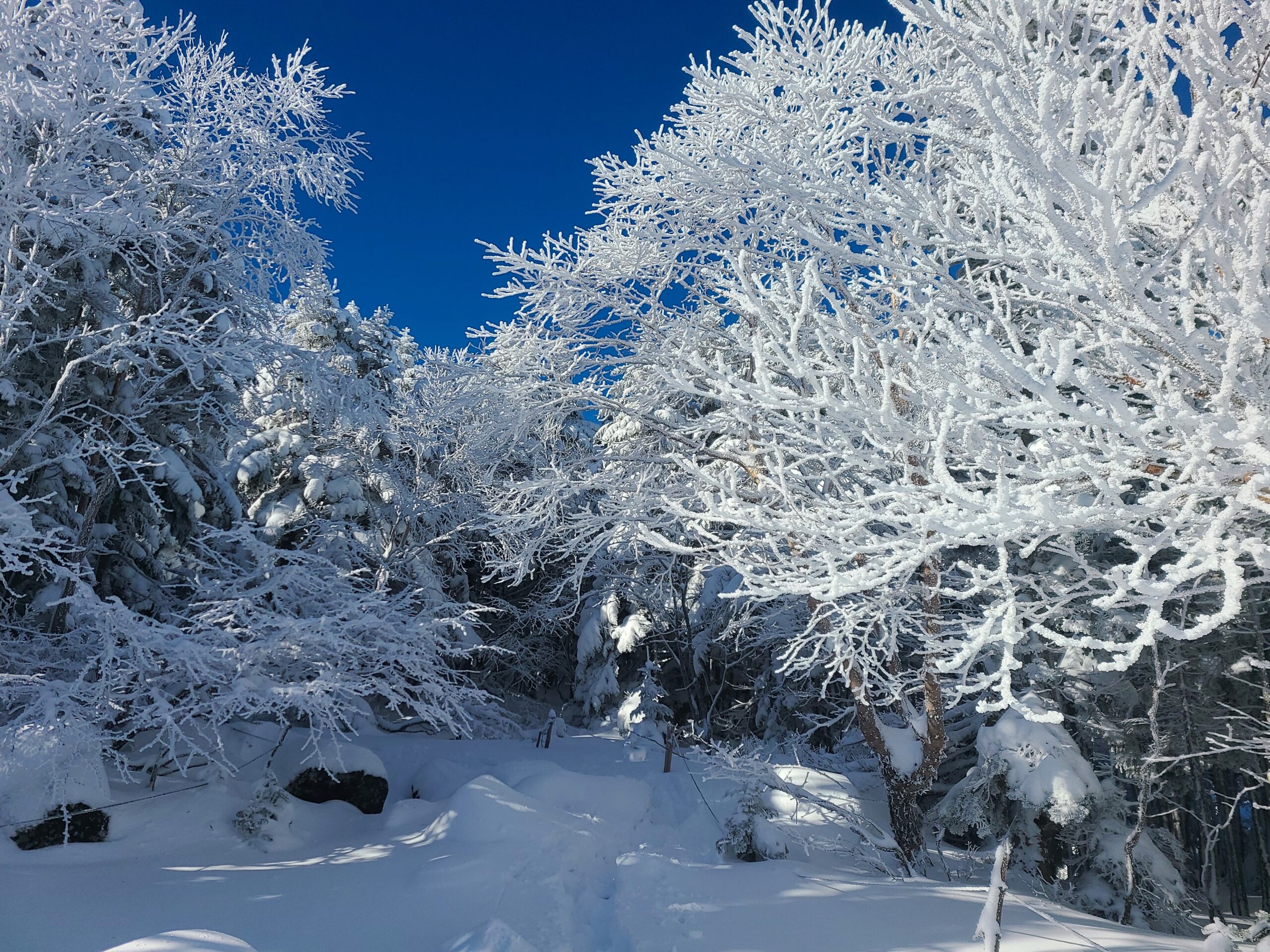 雪山初心者が挑む蓼科山は、美しい樹氷と八ヶ岳ブルーの絶景