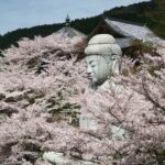いざいざ奈良へ。奈良のイチ推し心ときめく絶景の桜名所めぐり
