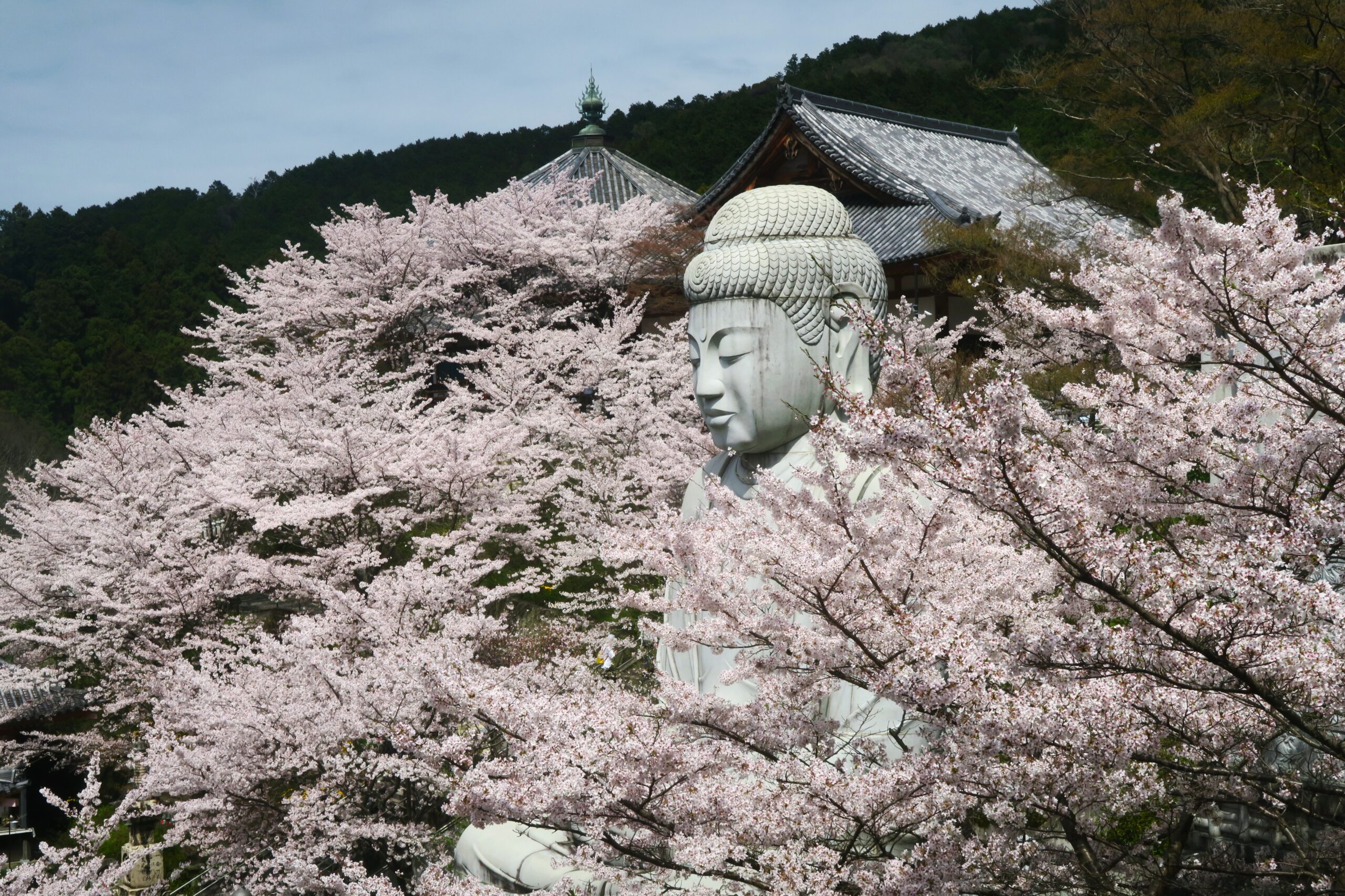 いざいざ奈良へ。奈良のイチ推し心ときめく絶景の桜名所めぐり