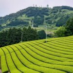 生産量日本一の“茶の都”。静岡茶の里で味わう日本茶の時間