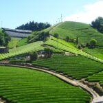 産地で満喫！800年を遡る宇治茶の里、京都府和束町と宇治市へ