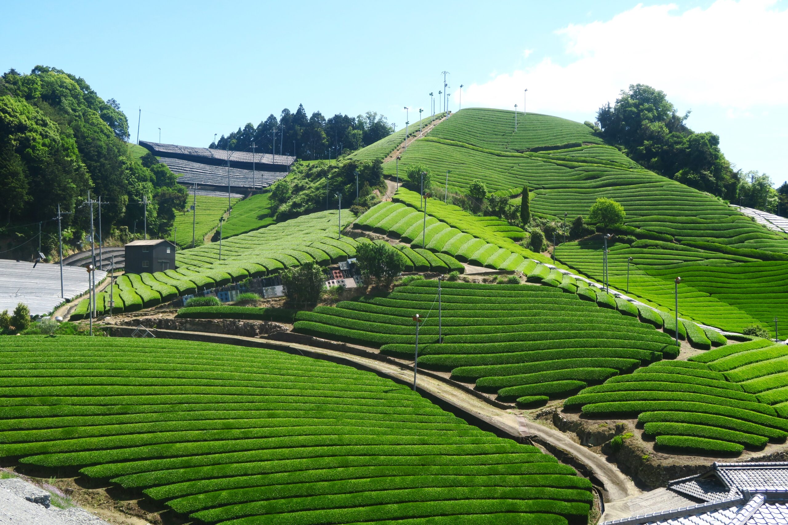 産地で満喫！800年を遡る宇治茶の里、京都府和束町と宇治市へ