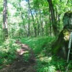 騎馬軍団が闊歩した八ヶ岳山麓を貫く戦国の道・信玄棒道を歩く