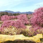 三重県北伊勢で咲き乱れる紅白の梅の香りに春を感じる旅