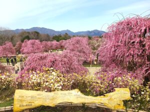 三重県北伊勢で咲き乱れる紅白の梅の香りに春を感じる旅