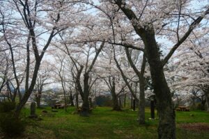 名物を味わい、枝垂れ桜の名木が彩る城下町三春をそぞろ歩く