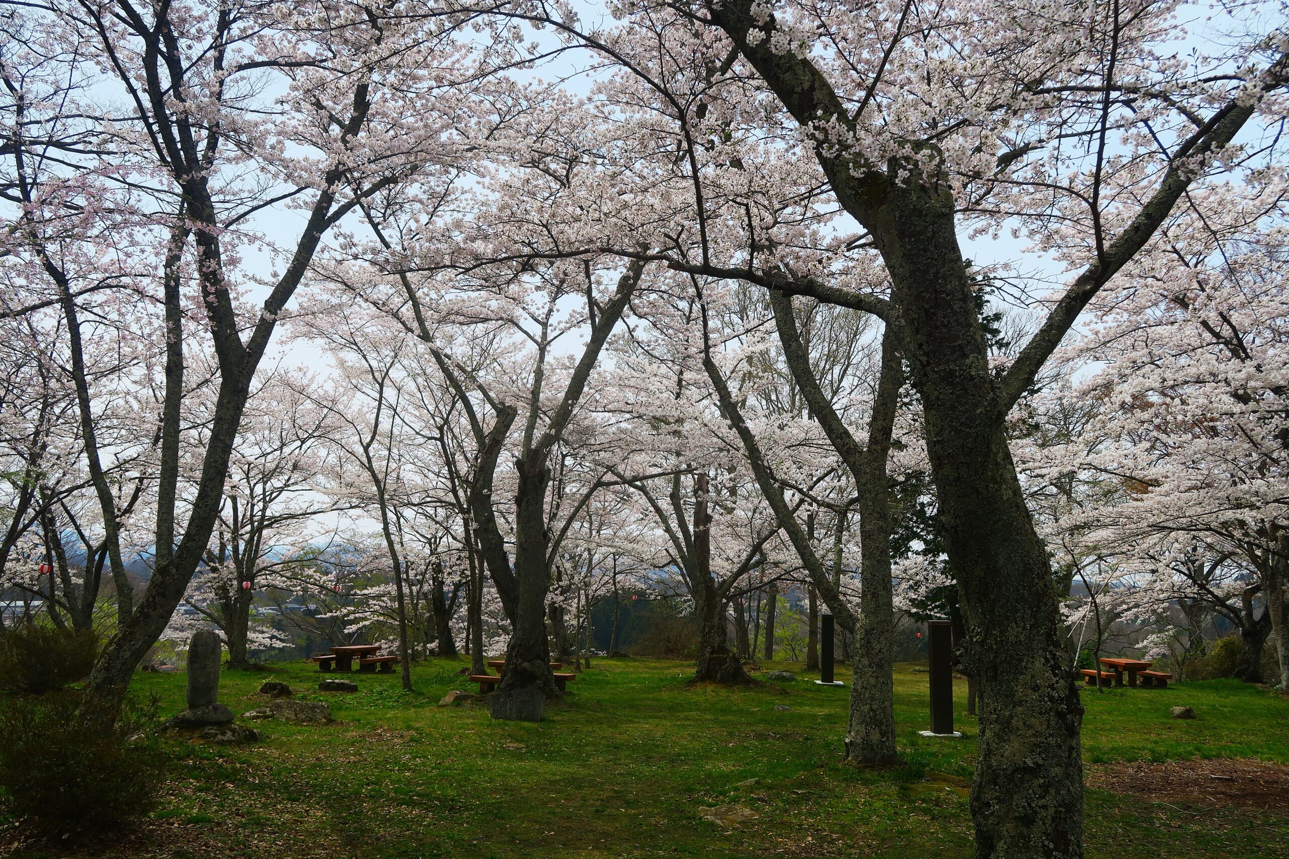 名物を味わい、枝垂れ桜の名木が彩る城下町三春をそぞろ歩く