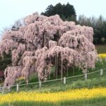 芭蕉の足跡を感じながら「三春の滝桜｣から始まるさくらめぐり