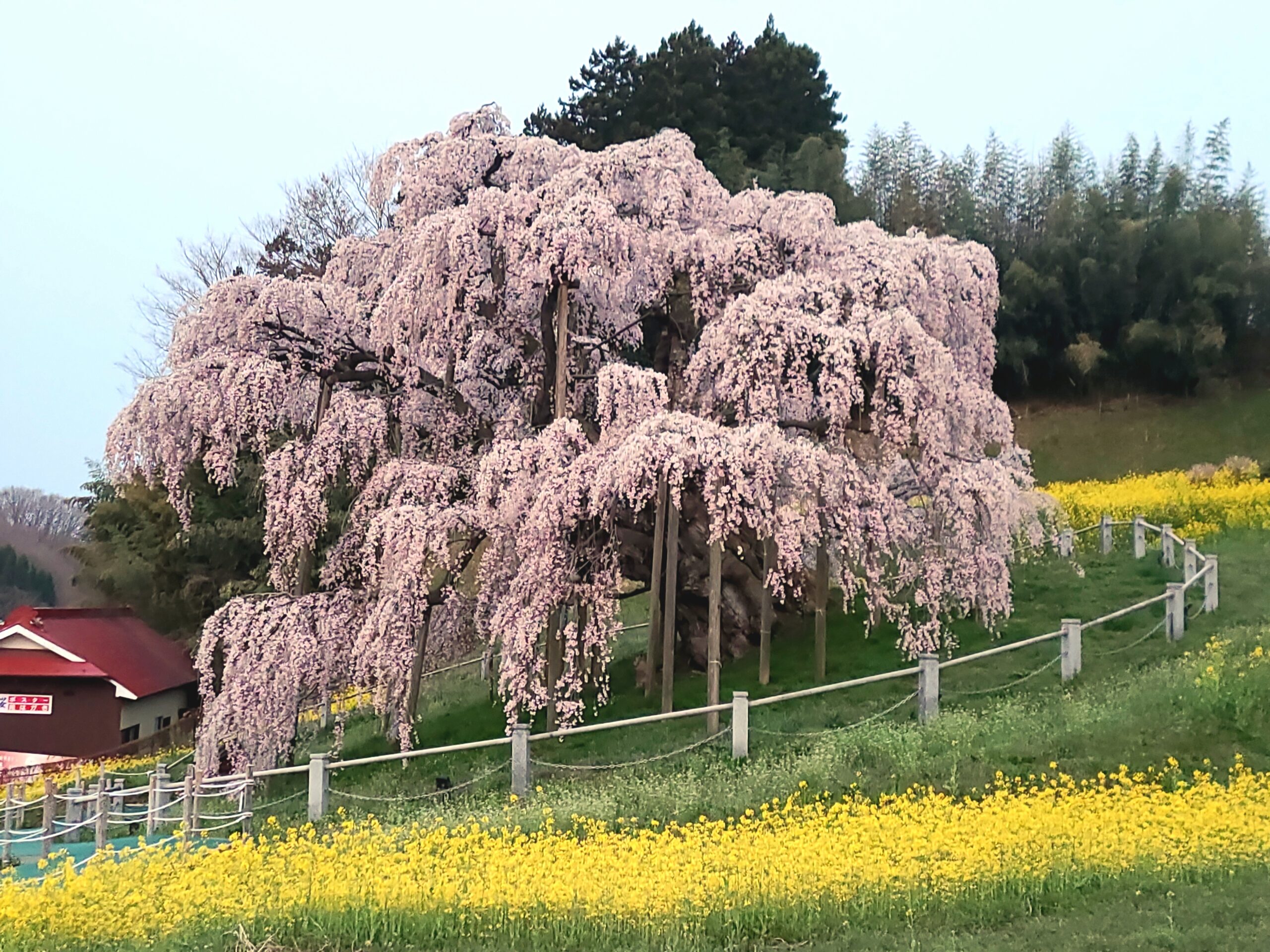 芭蕉の足跡を感じながら「三春の滝桜」から始まるさくらめぐり