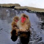 世界が注目！「WILD SNOW MONKEY」地獄谷野猿公苑と地獄谷温泉