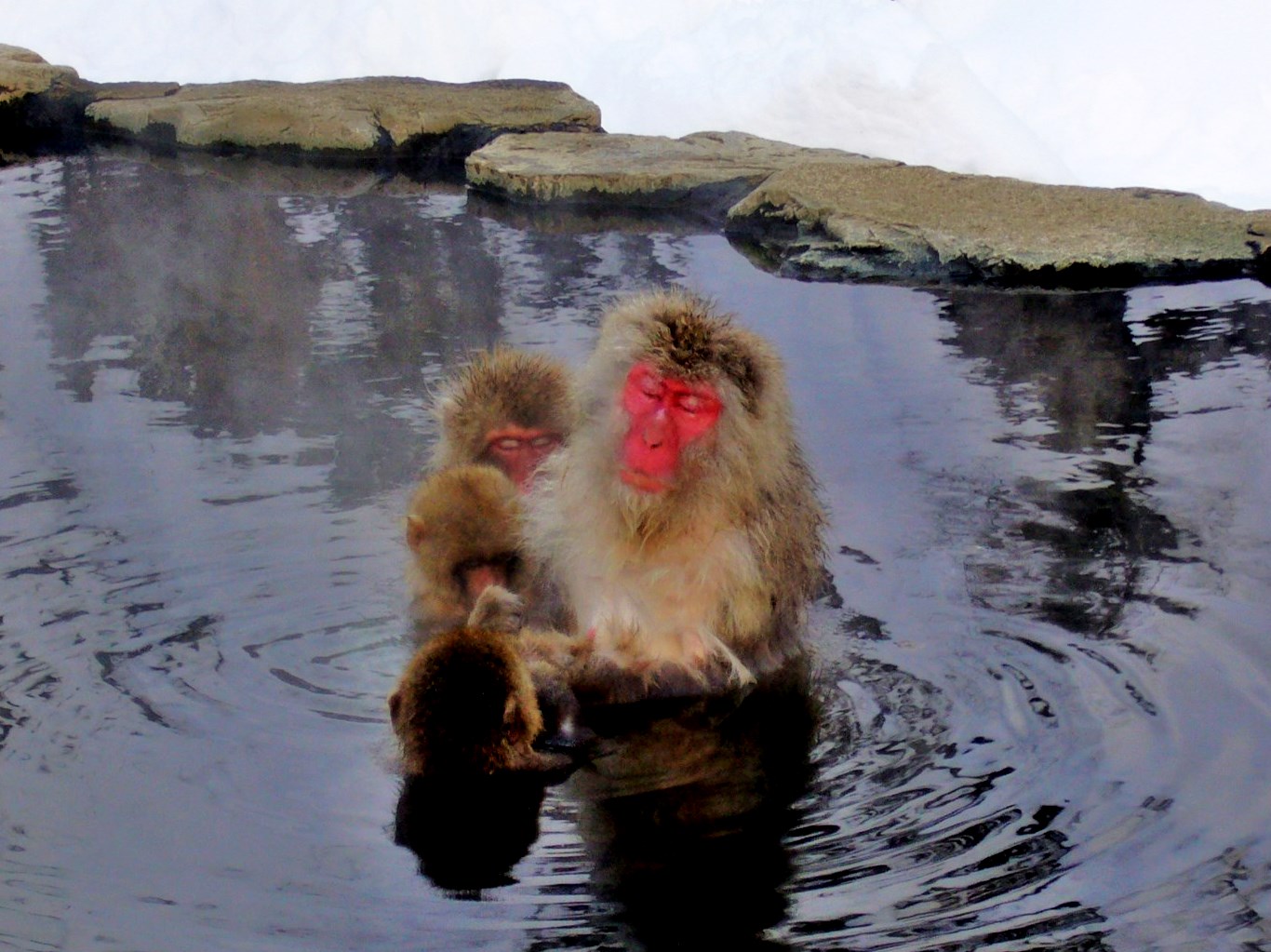 世界が注目！「WILD SNOW MONKEY」地獄谷野猿公苑と地獄谷温泉