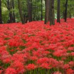 曼殊沙華の真紅の絨毯が告げる秋の訪れ！巾着田曼殊沙華公園