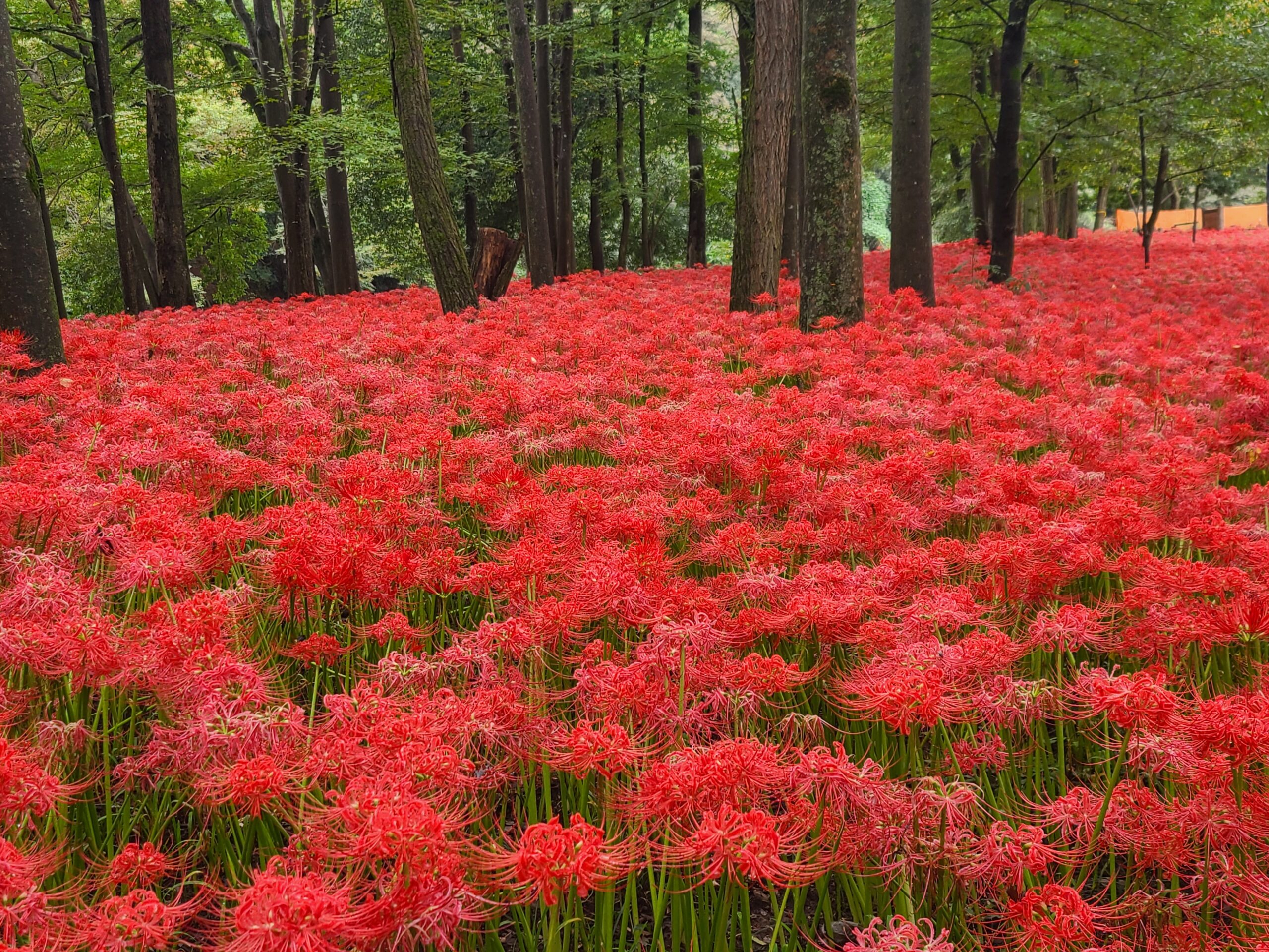 曼殊沙華の真紅の絨毯が告げる秋の訪れ！巾着田曼殊沙華公園